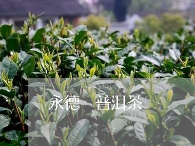 永德 普洱茶/2023042993862